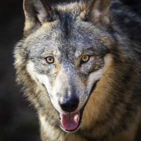 Ky kanton zviceran dëshiron që dy të tretat e ujqërve të rinj të asgjësohen