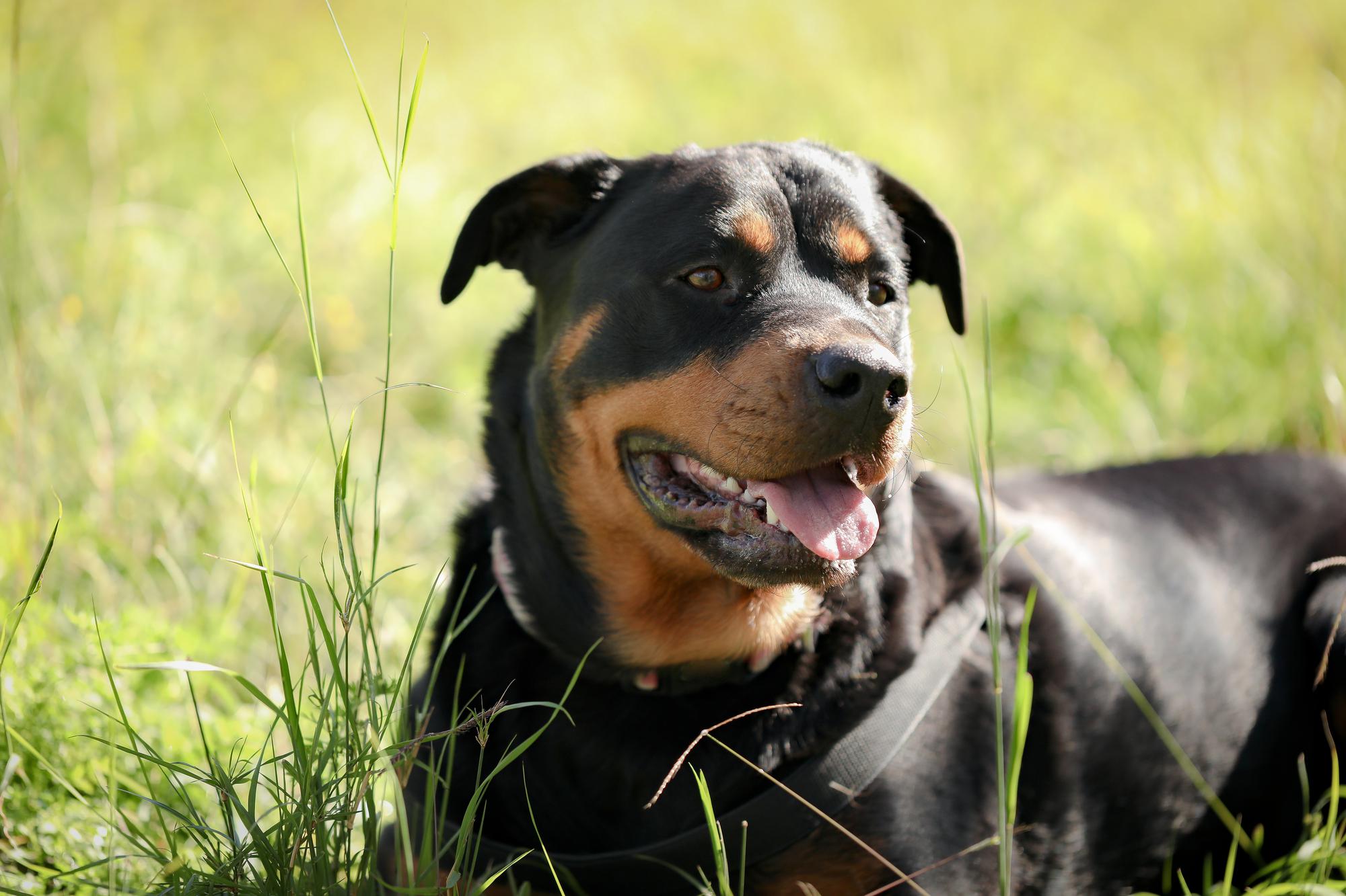 Informacionet kryesore në lidhje me ndalimin e ri të Rottweiler në kantonin e Cyrihut